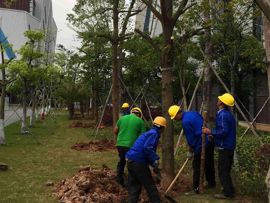 园林欢迎访问十大电子网址种植穴的挖掘