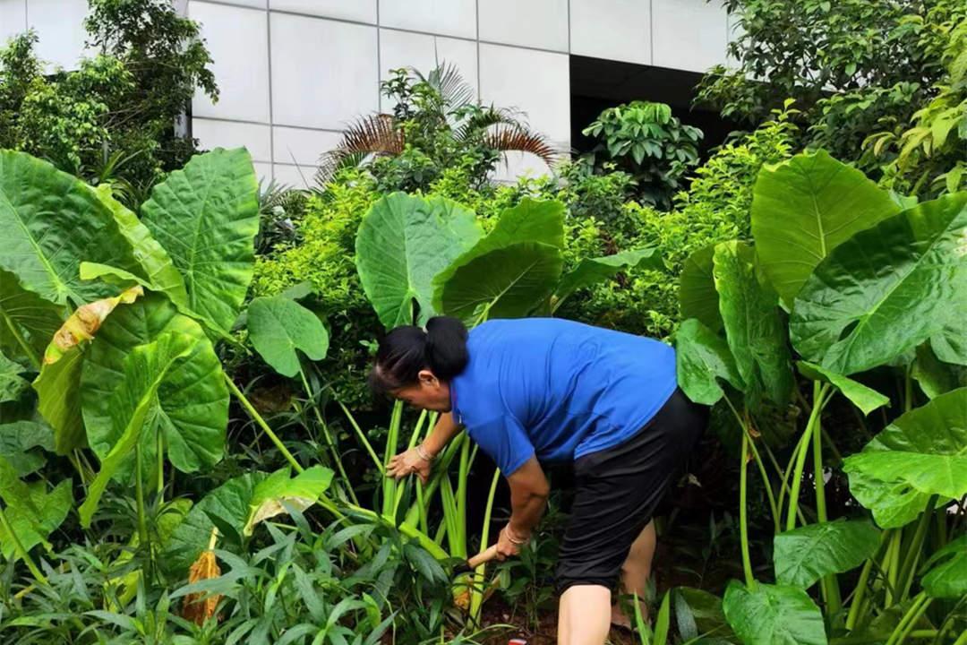 绿化养护清理